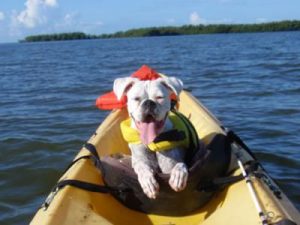 dog on a kayak at robinson preserve Bradenton, FL