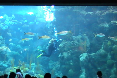 Awesome Aquariums Near Anna Maria Island, Florida