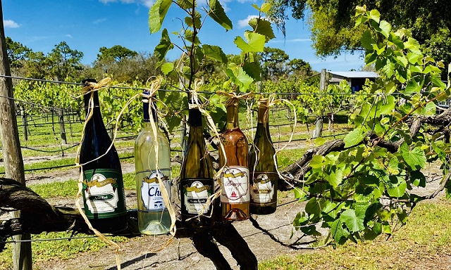 Rosa Fiorelli Vineyard and Winery in Bradenton, Florida