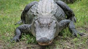Crocodiles and Alligators, Friend or Foe