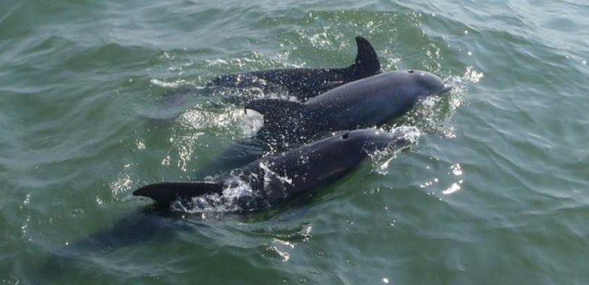Respect Dolphins Anna Maria Island