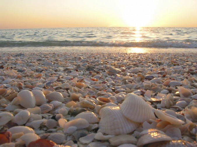 shells on your morning walk
