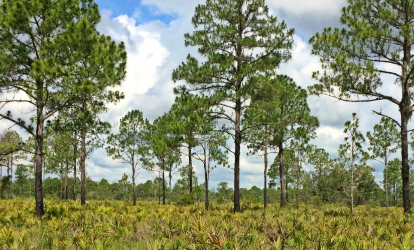 Explore Duette Preserve – The Largest Preserve in Manatee County