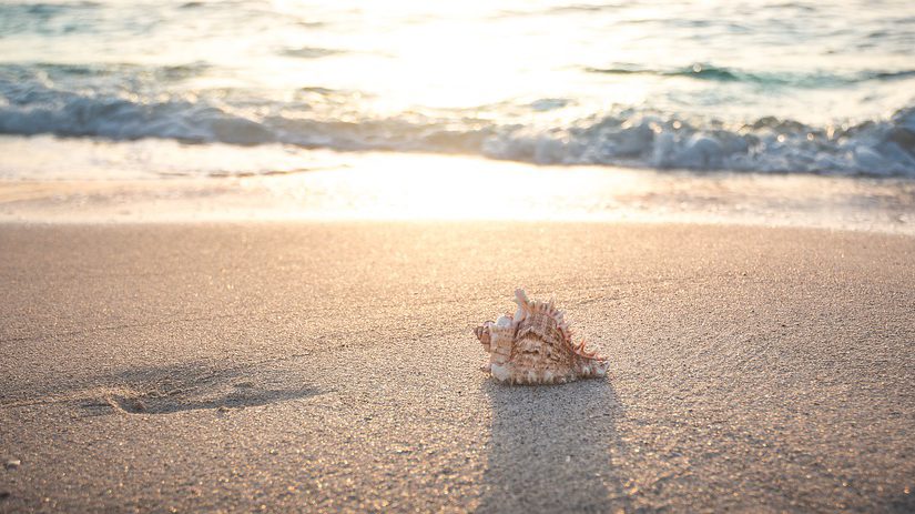 Your Guide to Shelling on Anna Maria Island Beaches!