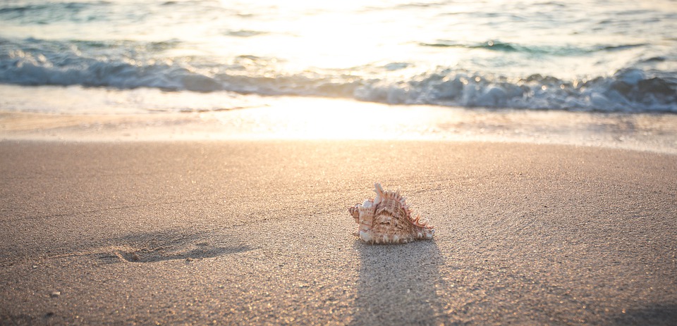 How to Find the Elusive Sand Dollar on Anna Maria Island. - Island Real  Estate Blog