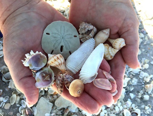 seashells bradenton beach
