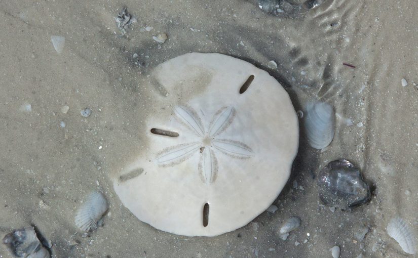 How to Find the Elusive Sand Dollar on Anna Maria Island.
