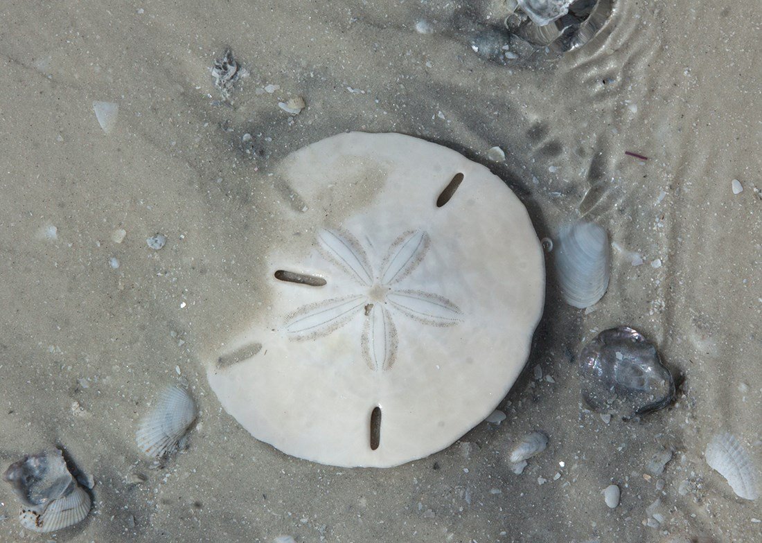 How to Find the Elusive Sand Dollar on Anna Maria Island. - Island Real  Estate Blog