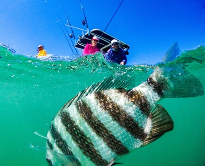 Local Fishing Charters for Anna Maria Island
