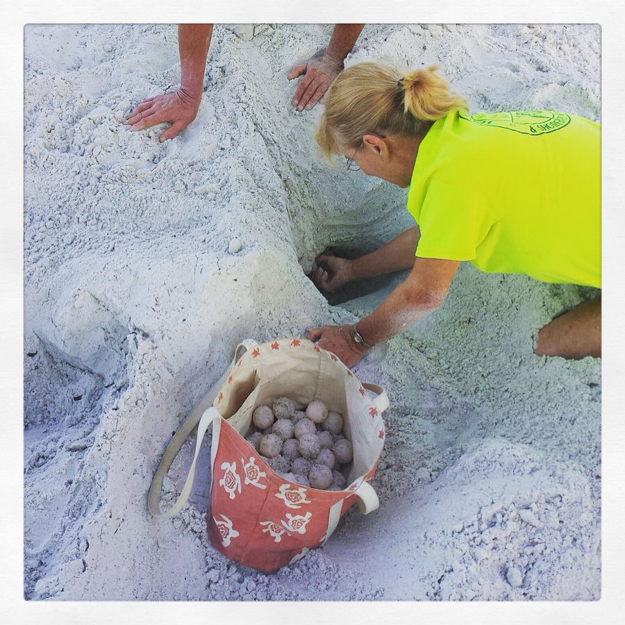 Anna Maria Island Sea Turtle and Shorebird Season by AMI Turtle Watch