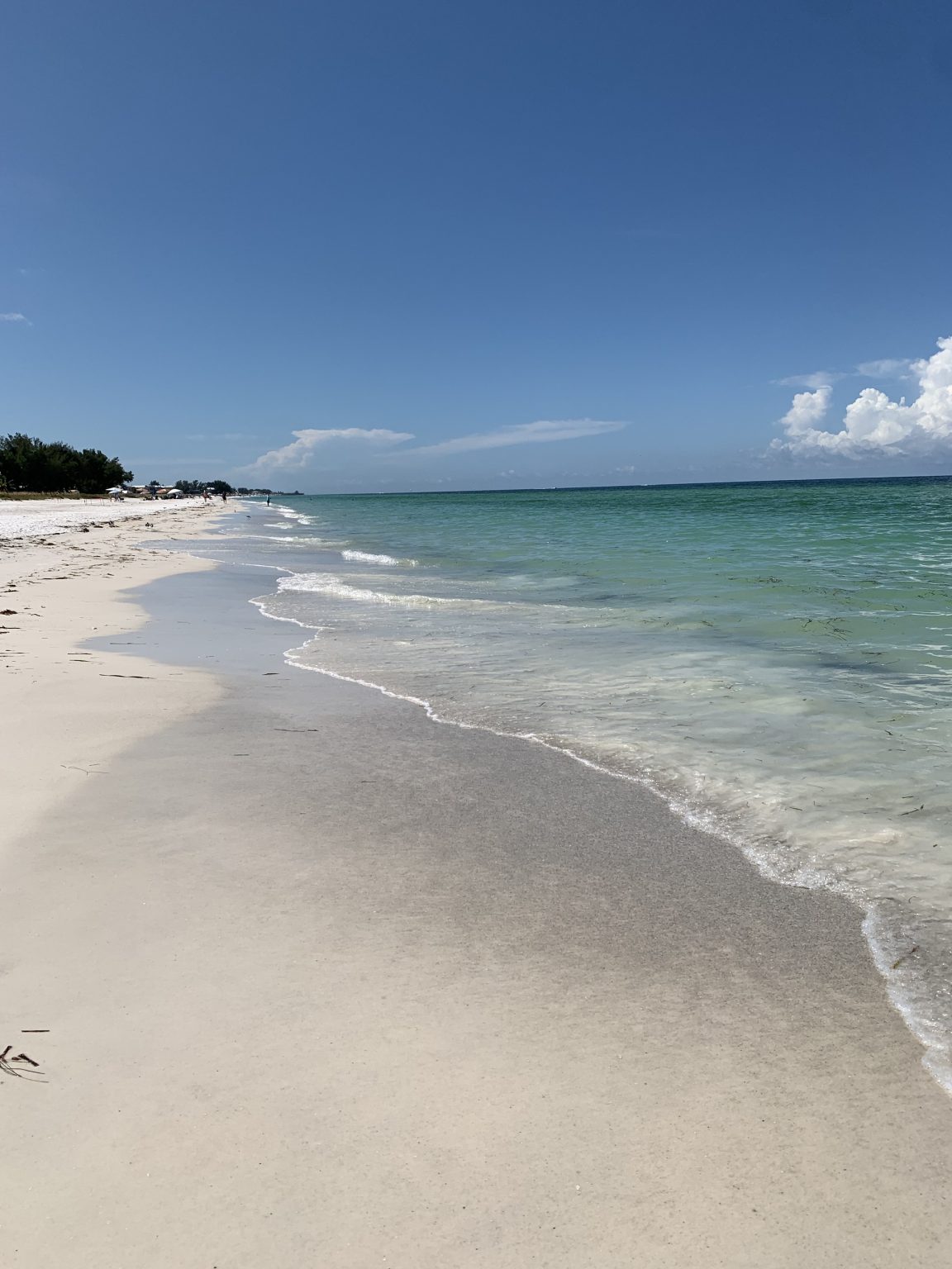 The Rundown on Red Tide on Anna Maria Island, FL Island Real Estate Blog