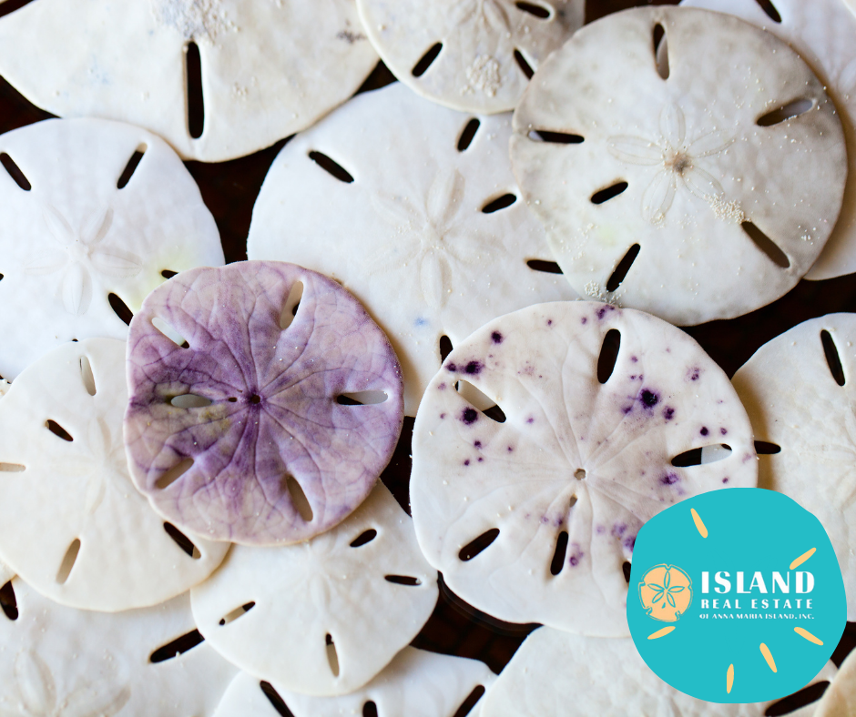 Sarah's Sand Dollars – Maine Made