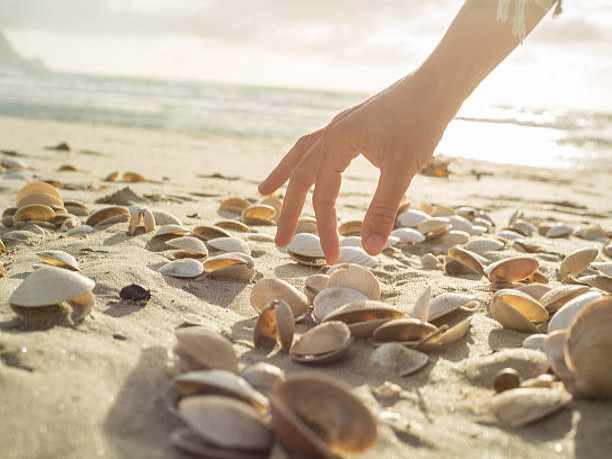 Best Beaches For Splendid Seashells On Anna Maria Island