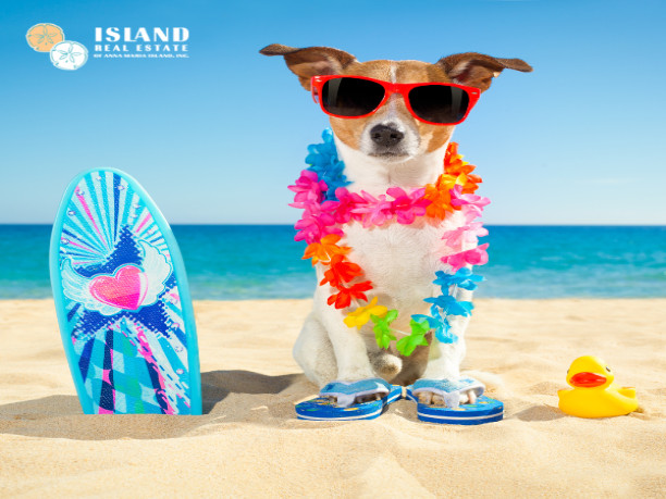 Top 7 Dog-Friendly Florida Vacation Rentals on Anna Maria Island