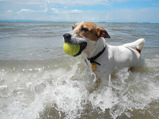 Top 10 Things to Do With Pets on Anna Maria Island